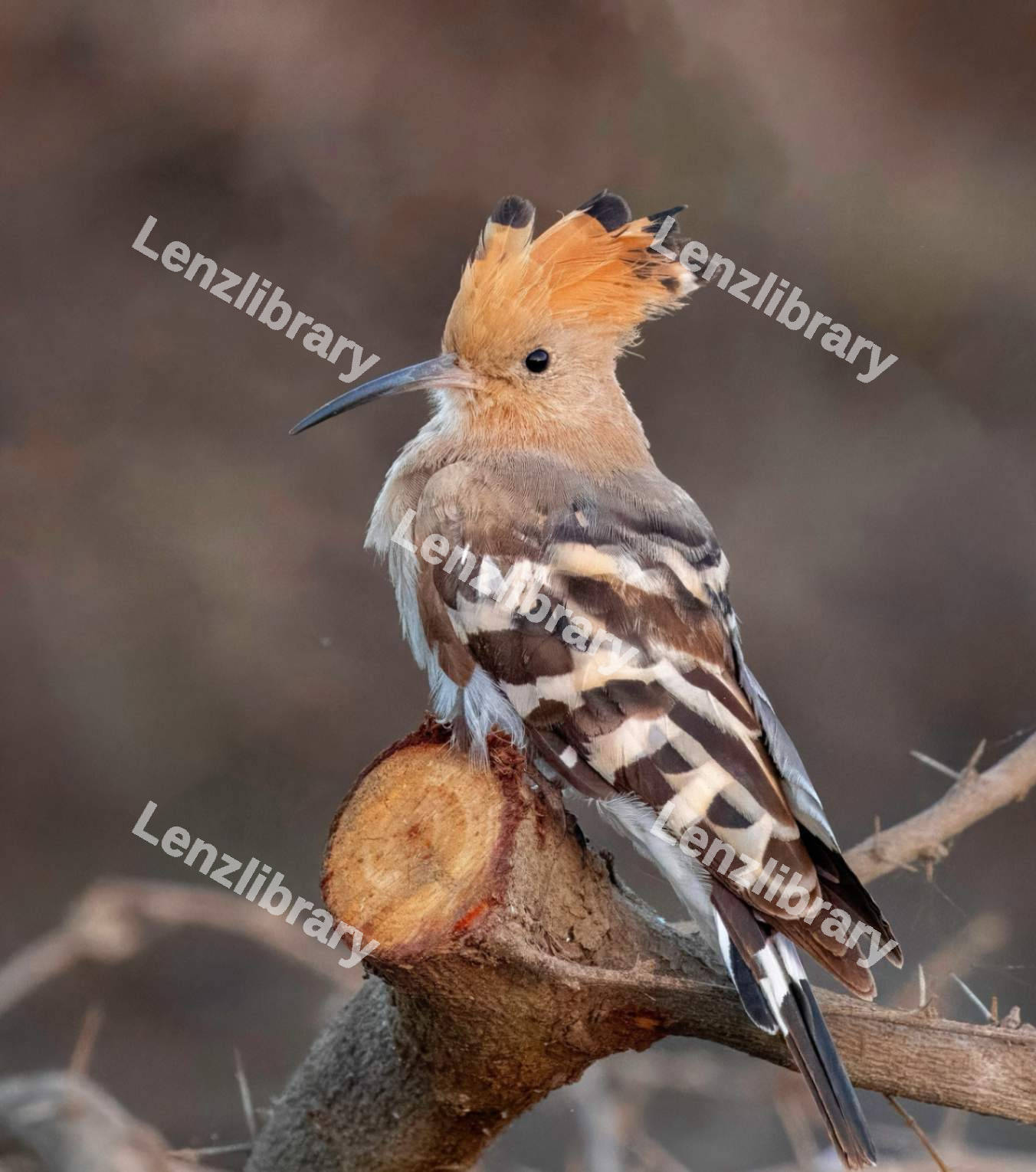 Eurasian hoopoe Bird